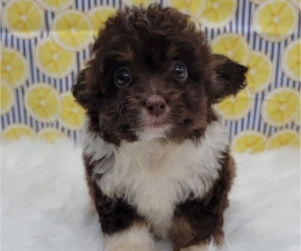 Medium Photo #2 Aussiedoodle Miniature  Puppy For Sale in BLAKESBURG, IA, USA