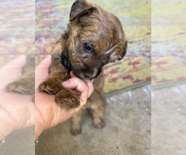 Medium Photo #19 Poocan Puppy For Sale in FAIR OAKS, CA, USA