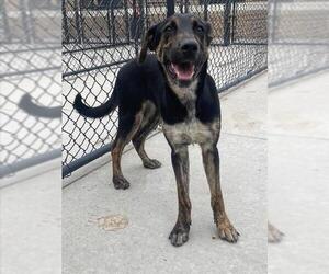 Black and Tan Coonhound-Unknown Mix Dogs for adoption in Tulsa, OK, USA