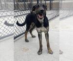 Small Black and Tan Coonhound Mix