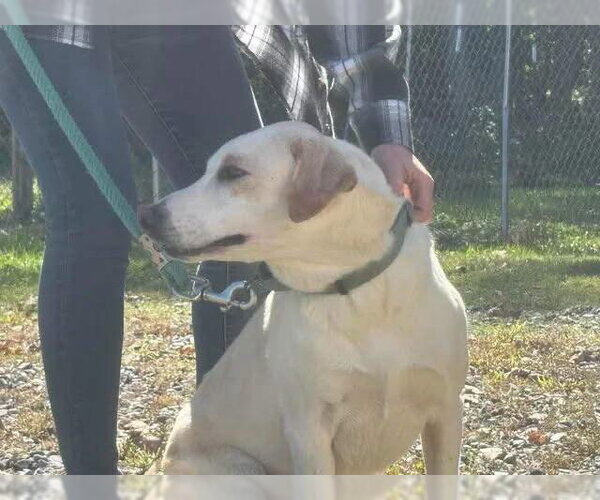 Medium Photo #3 Labrador Retriever-Unknown Mix Puppy For Sale in Rustburg, VA, USA
