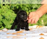 Small #15 Poodle (Toy)
