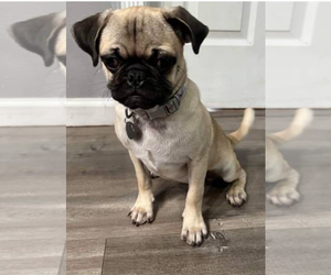 Pug Puppy for sale in BISHOP, TX, USA