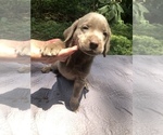 Small Photo #4 Labrador Retriever Puppy For Sale in KATY, TX, USA