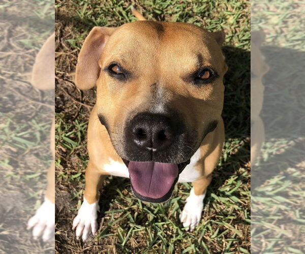 Medium Photo #1 Bullboxer Pit Puppy For Sale in West Palm Beach, FL, USA