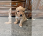 Small #3 Golden Retriever