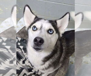 Siberian Husky Dogs for adoption in Matawan, NJ, USA