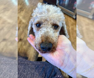 Rico - Male Poodle (Miniature) Dog for Adoption - Photo #2