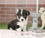 Image preview for Ad Listing. Nickname: DARCY
