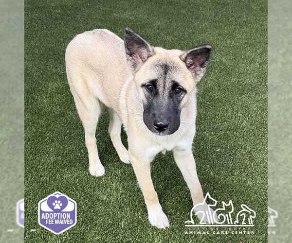 Medium Photo #1 Akita-German Shepherd Dog Mix Puppy For Sale in Irvine, CA, USA