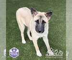 ATHENA - Female Akita-German Shepherd Dog Mix Dog for Adoption - Small photo