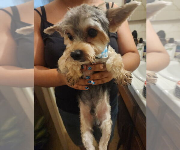 Medium Photo #2 Mutt Puppy For Sale in Dana Point, CA, USA