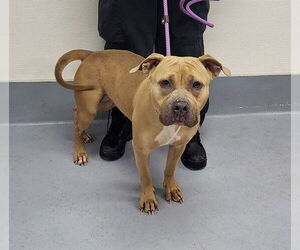 Mutt Dogs for adoption in Louisville, KY, USA