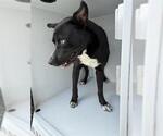 Small Staffordshire Bull Terrier