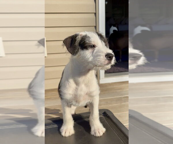 Medium Photo #2 Boxer-Unknown Mix Puppy For Sale in Mooresville, NC, USA