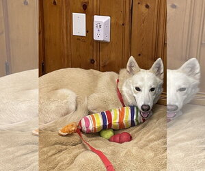 Mutt Dogs for adoption in Raleigh, NC, USA