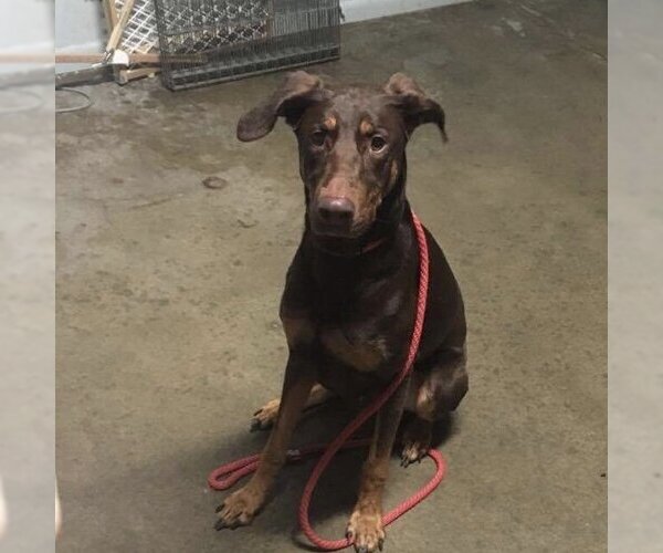 Medium Photo #13 Doberman Pinscher-Unknown Mix Puppy For Sale in Minneaoplis, MN, USA