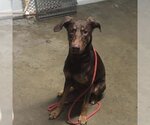 Small #12 Doberman Pinscher Mix