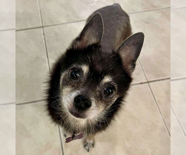 Medium Photo #3 Chihuahua-Unknown Mix Puppy For Sale in Spring Lake, NC, USA