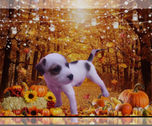 Labrador Retriever-Unknown Mix Dogs for adoption in Jefferson, NJ, USA