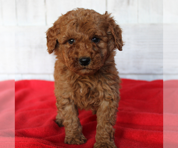 Medium Photo #3 Goldendoodle-Poodle (Miniature) Mix Puppy For Sale in PARADISE, PA, USA
