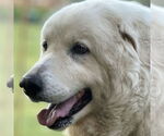 Small #10 Great Pyrenees
