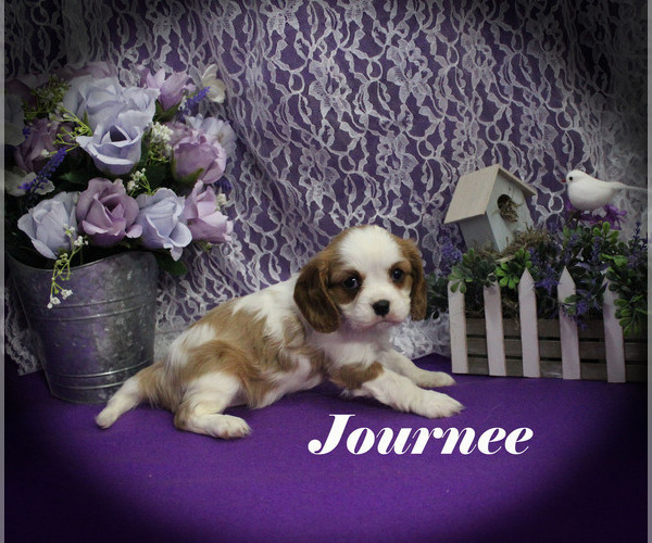 Medium Photo #14 Cavalier King Charles Spaniel Puppy For Sale in CHANUTE, KS, USA