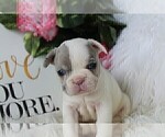 Small Photo #10 French Bulldog Puppy For Sale in ROCK STREAM, NY, USA