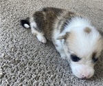 Small Photo #7 American Corgi Puppy For Sale in BRANDON, FL, USA