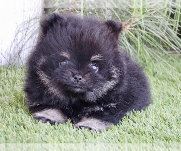 Medium Photo #9 Pomeranian Puppy For Sale in NAPLES, FL, USA