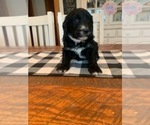 Small Photo #7 F2 Aussiedoodle Puppy For Sale in ELIZABETHTON, TN, USA