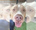 Small #5 American Staffordshire Terrier Mix