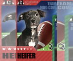 Small #1 American Pit Bull Terrier-Labrador Retriever Mix