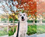 Small Photo #1 Great Pyrenees-Unknown Mix Puppy For Sale in San Diego, CA, USA
