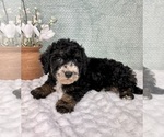 Small #5 Bernedoodle (Miniature)