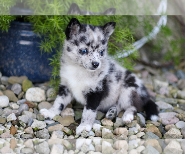 Medium Photo #1 Pomsky Puppy For Sale in GOSHEN, IN, USA