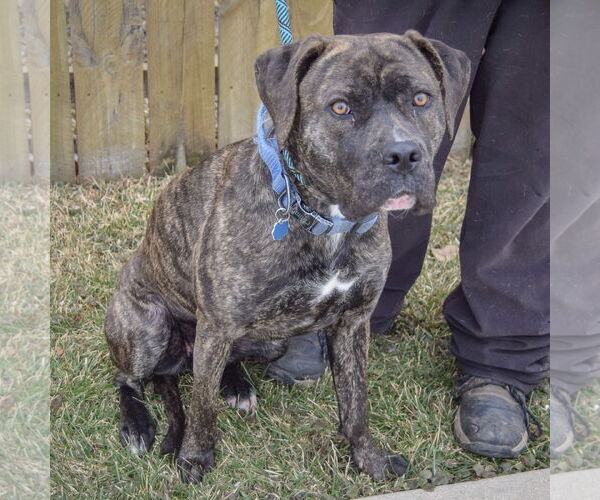 Medium Photo #4 Mastador Puppy For Sale in Huntley, IL, USA