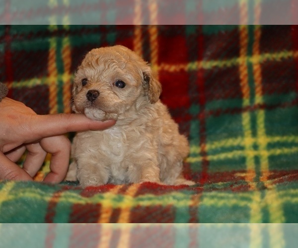 Medium Photo #3 Poodle (Toy) Puppy For Sale in DYERSBURG, TN, USA
