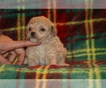 Small #2 Poodle (Toy)