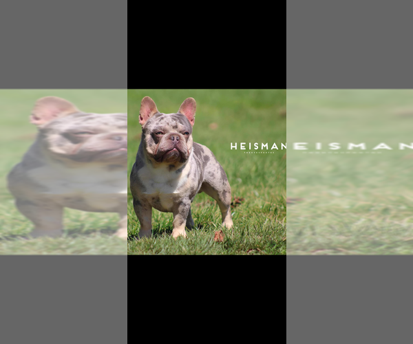 Medium Photo #1 French Bulldog Puppy For Sale in CINCINNATI, OH, USA