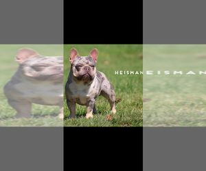 Father of the French Bulldog puppies born on 07/28/2026