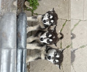 Alaskan Malamute Puppy for Sale in WARREN, Michigan USA