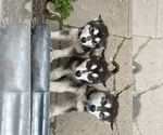 Small Alaskan Malamute