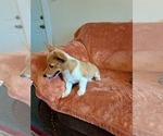 Small #6 Pembroke Welsh Corgi