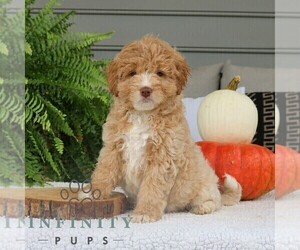 Bernedoodle (Miniature) Puppy for sale in NARVON, PA, USA
