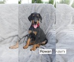 Small #2 Doberman Pinscher