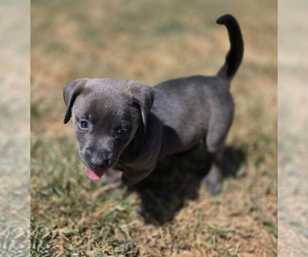 Medium Photo #3 Labrador Retriever-Unknown Mix Puppy For Sale in McKinney, TX, USA