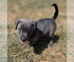 Small #2 Labrador Retriever Mix