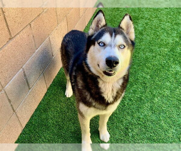Medium Photo #1 Siberian Husky-Unknown Mix Puppy For Sale in Moreno Valley, CA, USA