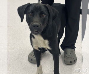 Labrador Retriever-Retriever  Mix Dogs for adoption in Washington, DC, USA